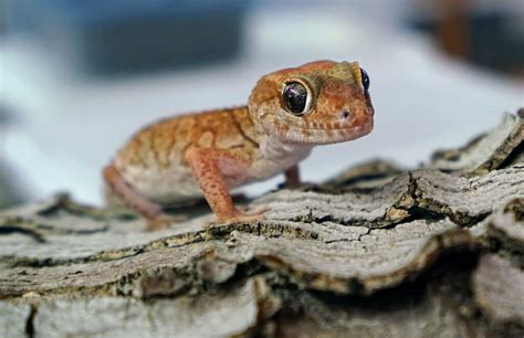amazing types  geckos   care guide pets nurturing