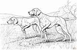 Coloring Pages Dog Dogs Pointer Hound Color Template Sketch sketch template