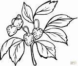 Strawberry Coloring Pages Drawing Strawberries Printable Plant Outline Color Bush Buah Printables Ryan Clipart Branch Guava Leaves Embroidery Trulyhandpicked Prints sketch template