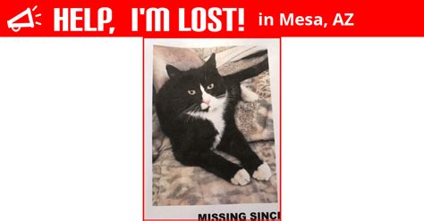 Lost Cat Mesa Arizona Scampers