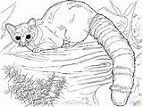 Lemur Tailed Raccoon Ringtail Kleurplaat Ringstaartmaki Imprimer sketch template