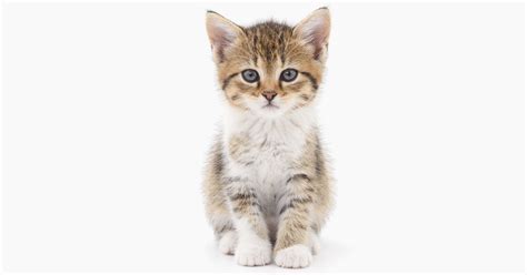 Avoid Heartache With The Kitten Checklist International Cat Care