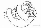 Sloth Coloring Pages Toed Three Kids Printable Realistic Color Print Template Colouring Tree Cute Bettercoloring Sheets Animal Loud Lisa House sketch template