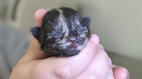 Neonatal Kitten Rescue Opens Asheville S First Nursery For Orphaned