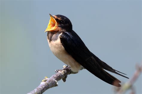file barn swallow hirundo rustica rustica singing wikimedia commons