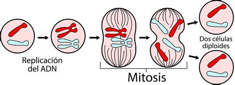 ¿qué diferencia mitosis y meiosis curiosoando