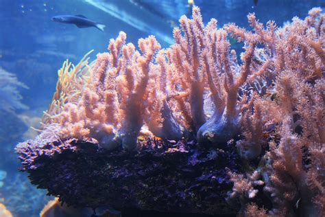 coral  aquarium  stock photo public domain pictures