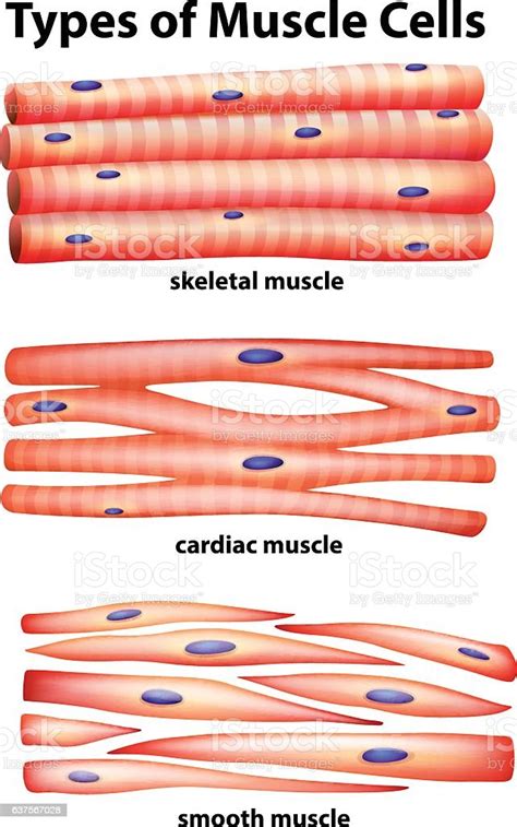 diagram showing types of muscle cells stock illustration download