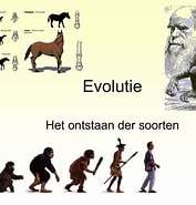 Afbeeldingsresultaten voor manteldieren Evolutie. Grootte: 177 x 185. Bron: studylibnl.com