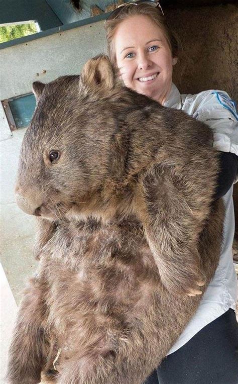 It S Not A Hamster It S World S Biggest And Oldest Wombat Daily Star