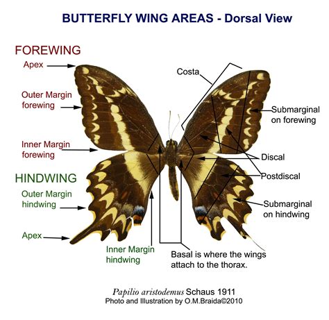 anatomy   butterfly anatomy