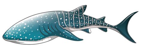 whale shark png clipart  web clipart