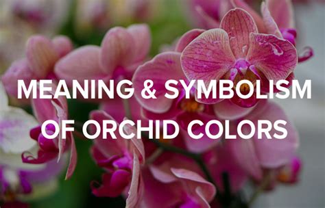 Black Orchid Flower Symbolism Best Flower Site