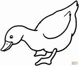 Duck Coloring Pages Printable Paper Supercoloring Silhouettes Drawing sketch template