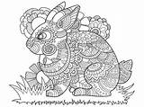 Colorear Conejo Lapin Coniglio Adulte Libro Volwassenen Konijn Coniglietto Vettore Adulti Degli Vectores Kanin Schwer Ling sketch template