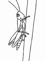 Heuschrecke Sprinkhaan Heuschrecken Kleurplaat Ausmalbild Grasshopper Sprinkhanen Malvorlage sketch template