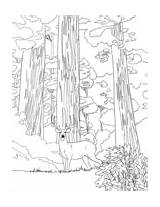 Sequoia National Park Coloring Redwood Pages Giant sketch template