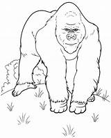 Gorilla Coloring Kids Pages Printable Animals Colouring Kb Drawings Library Clipart Comments Line sketch template
