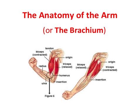 anatomy   arm
