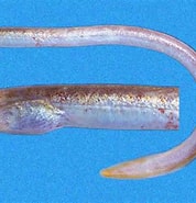 Image result for Pythonichthys. Size: 178 x 185. Source: biogeodb.stri.si.edu