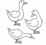 Coloring Duck Wood Getcolorings Ducks sketch template