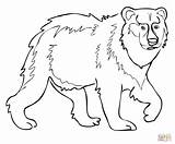 Bear Brown Coloring Pages Printable Eurasian Kodiak Printables Color Grizzly Drawing Template Getcolorings Print Angry Colorings Supercoloring Getdrawings Comments sketch template