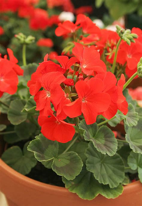 lost  translation whats  difference pelargonium  geranium