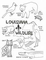 Coloring Pages Wildlife Louisiana Swamp State Bird Kids Printable Color Cajun Animals Flag Preschool Print Lesson Small Florida Arizona Vector sketch template