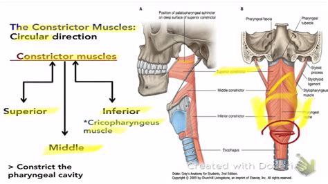 pharyngeal wall pharyngeal muscles   larynx youtube