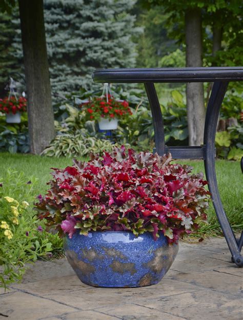 container gardening ideas  plants  containers