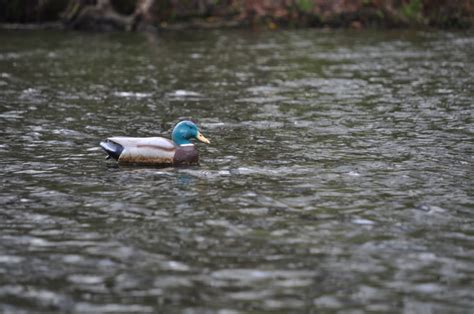 how to use duck hunting decoys blain s farm and fleet blog