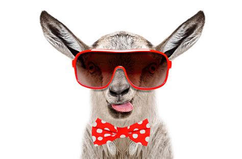 Portrait Of Funny Goat In A Sunglasses And Bow Tie Showing