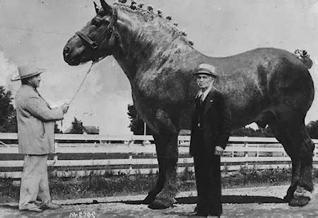 presurfer  worlds largest horse