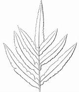Helechos Fern Samambaia Malvorlage Kwiaty Farne Supercoloring Ferns Grows Fougère Druku Kolorowanki Wydrukowania Kastanienbaum Malowanki Ausmalbild sketch template