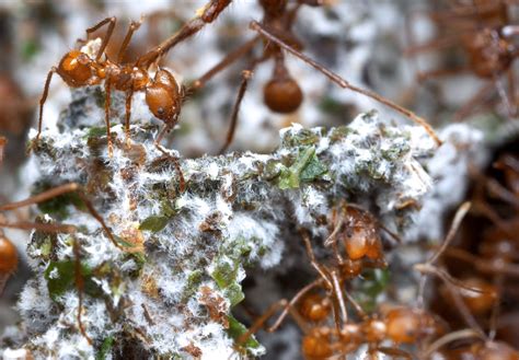 ants teach  biofuel industry     kqed