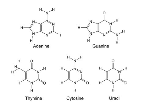 diagram  label   types  nitrogenous bases labels design