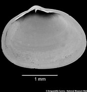 Afbeeldingsresultaten voor "hemilepton Nitidum". Grootte: 176 x 185. Bron: naturalhistory.museumwales.ac.uk