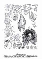 Botanical Artists Flower Gigantes Aristolochia Illustration sketch template