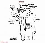 Kidney Anatomy Nephron Coloring System Urinary Diagram Glomerulus Worksheet Template Sketch sketch template