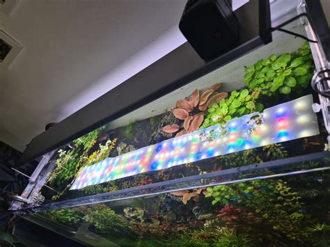 led aquarium beleuchtung algen im aquariumde