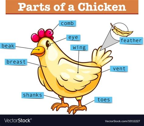 chicken parts diagram