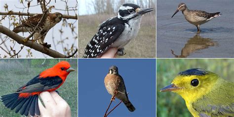 top  types  birds getinfolistcom