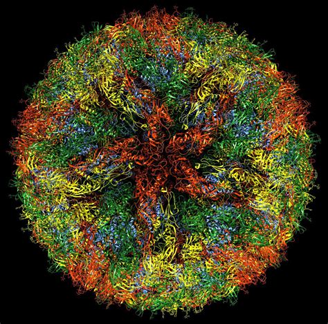 structure  zika virus