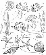 Underwater Outline Starfish Seashell Jellyfish sketch template