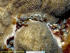 Image result for "lebrunia Coralligens". Size: 140 x 106. Source: www.reeflex.net