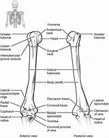 Ulna Articulates Bones Limb Anatomy Physiology sketch template