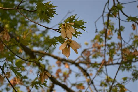 maple tree seeds fall storables