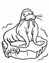 Walrus Coloring Pages Animal Animals Winter Artic Toddlers Funny Preschool Color Printable Easy Toddler Craft Arctic Colouring Kids Sheets Cool sketch template