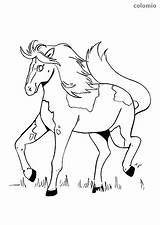 Foal Trotting Horses sketch template