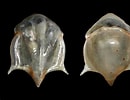 Afbeeldingsresultaten voor "cavolinia uncinata pulsatapusilla Pulsatoides". Grootte: 130 x 100. Bron: seaslugsofhawaii.com